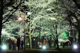夜桜ライトアップ　
